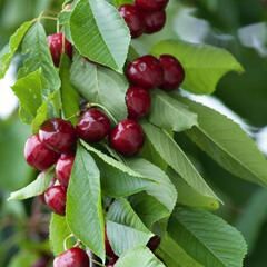 Třešeň pozdní - chrupka 'Sylvia' - Prunus avium 'Sylvia'