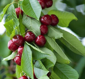 Třešeň pozdní - chrupka 'Sylvia' - Prunus avium 'Sylvia'