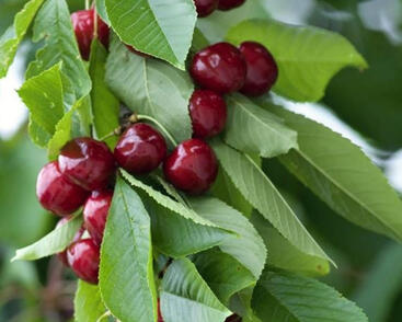 Třešeň pozdní chrupka 'Sylvia'