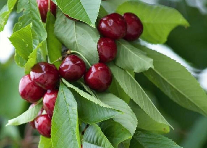 Třešeň pozdní - chrupka 'Sylvia' - Prunus avium 'Sylvia'