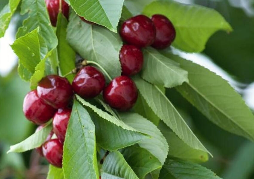 Třešeň pozdní chrupka 'Sylvia' - Prunus avium 'Sylvia'