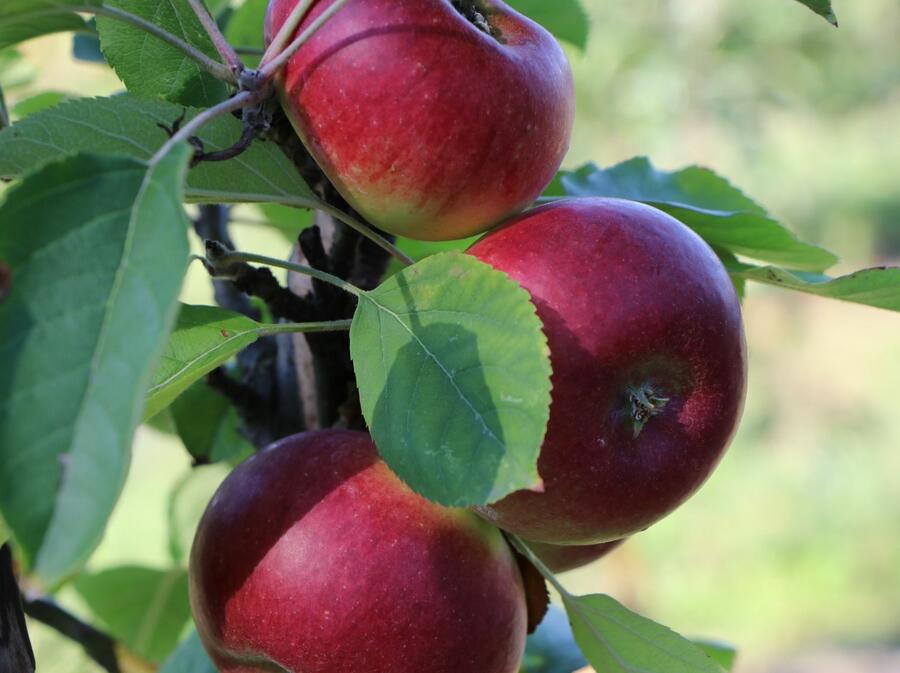 Jabloň zimní  'Flamenco' - Malus domestica 'Flamenco'