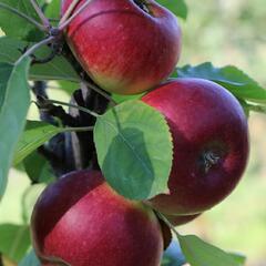 Jabloň zimní  'Flamenco' - Malus domestica 'Flamenco'