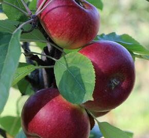 Jabloň zimní 'Flamenco' - Malus domestica 'Flamenco'