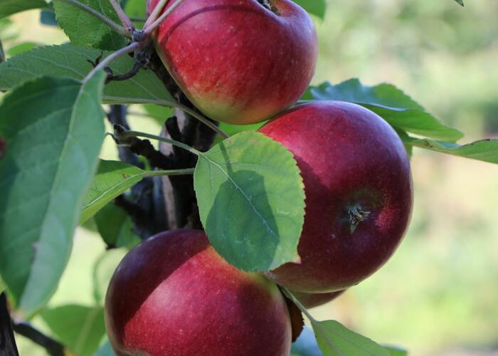 Jabloň zimní 'Flamenco' - Malus domestica 'Flamenco'