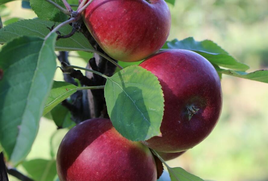 Jabloň zimní 'Flamenco' - Malus domestica 'Flamenco'