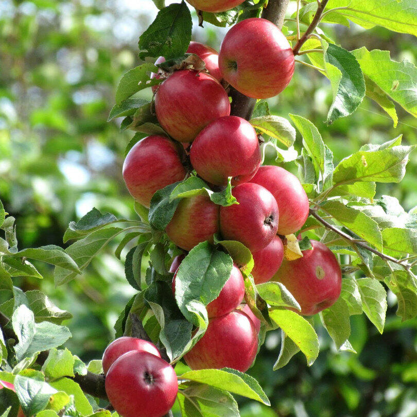 Jabloň podzimní 'Maypole' - Malus domestica 'Maypole'