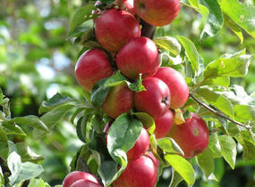 Jabloň podzimní 'Maypole' - Malus domestica 'Maypole'