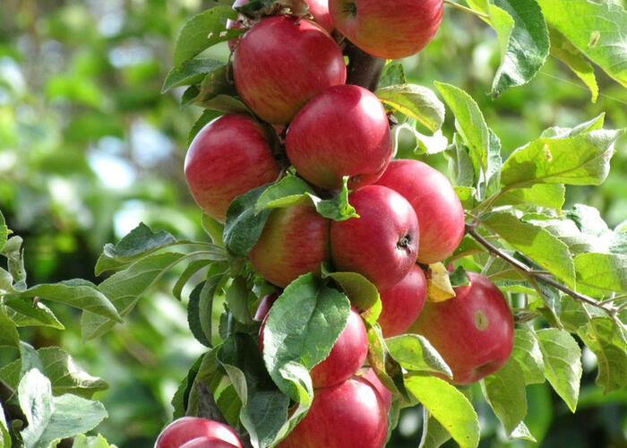 Jabloň podzimní 'Maypole' - Malus domestica 'Maypole'