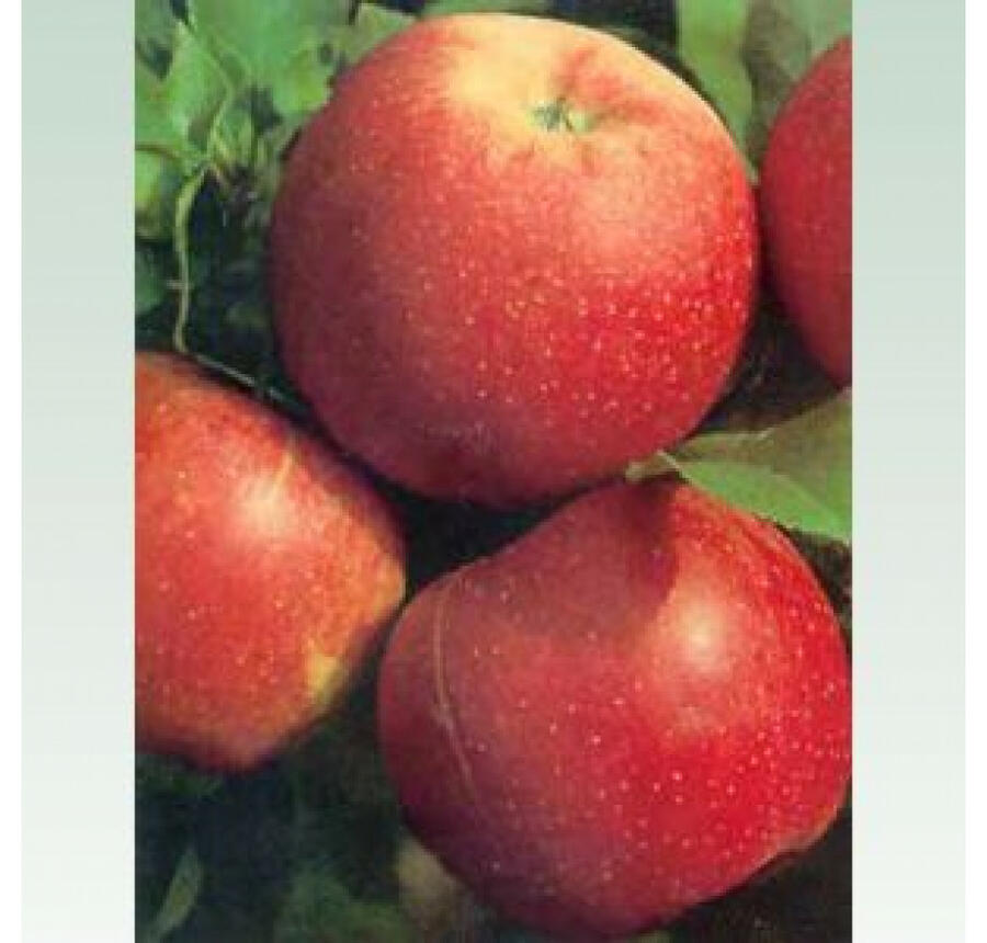 Jabloň zimní 'Šampion Red' - Malus domestica 'Šampion Red'