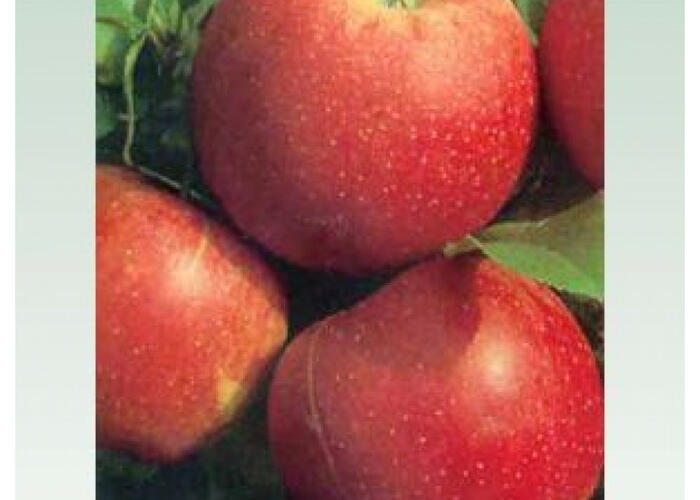 Jabloň zimní 'Šampion Red' - Malus domestica 'Šampion Red'