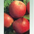 malus-domestica-sampion-red.jpg