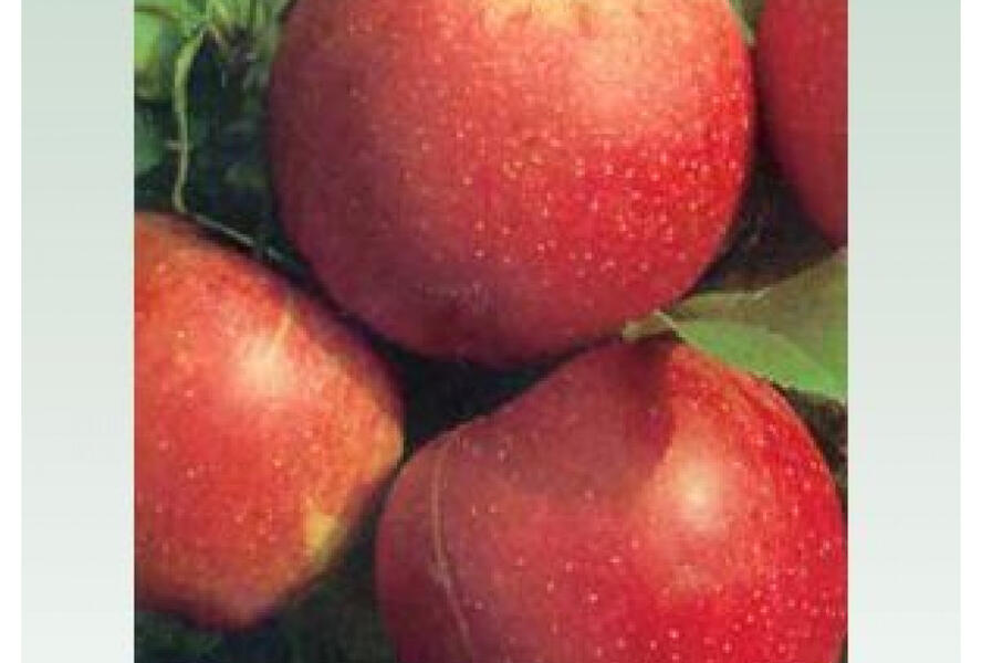 Jabloň zimní 'Šampion Red' - Malus domestica 'Šampion Red'