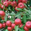 Jabloň zimní 'Red Topaz' - Malus domestica 'Red Topaz'