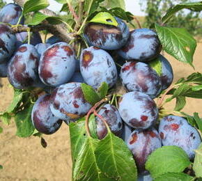 Pološvestka - velmi pozdní 'Valor' - Prunus domestica 'Valor'