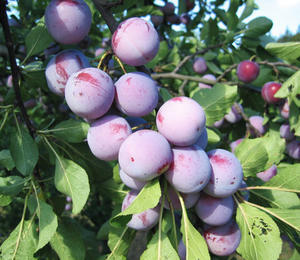 Renklóda - raná 'Oulinská' - Prunus domestica 'Oulinská'
