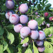 Renklóda - raná 'Oulinská' - Prunus domestica 'Oulinská'