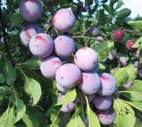 Renklóda - raná 'Oulinská' - Prunus domestica 'Oulinská'