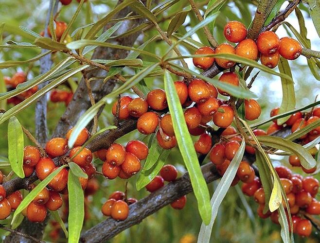 Rakytník řešetlákový - samičí 'Sluníčko' - Hippophae rhamnoides 'Sluníčko'