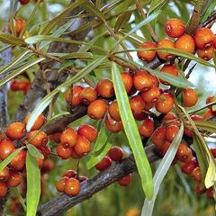 Rakytník řešetlákový - samičí 'Sluníčko' - Hippophae rhamnoides 'Sluníčko'