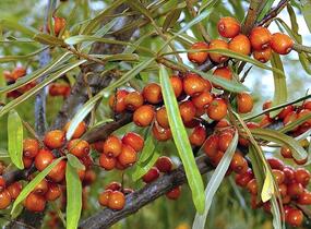 Rakytník řešetlákový samičí 'Sluníčko' - Hippophae rhamnoides 'Sluníčko'