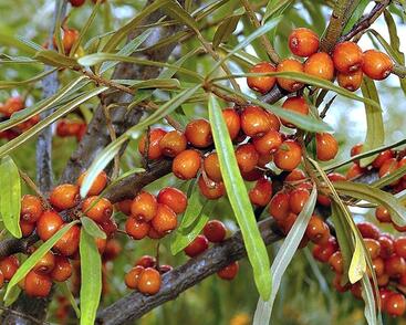 Rakytník řešetlákový samičí 'Sluníčko'