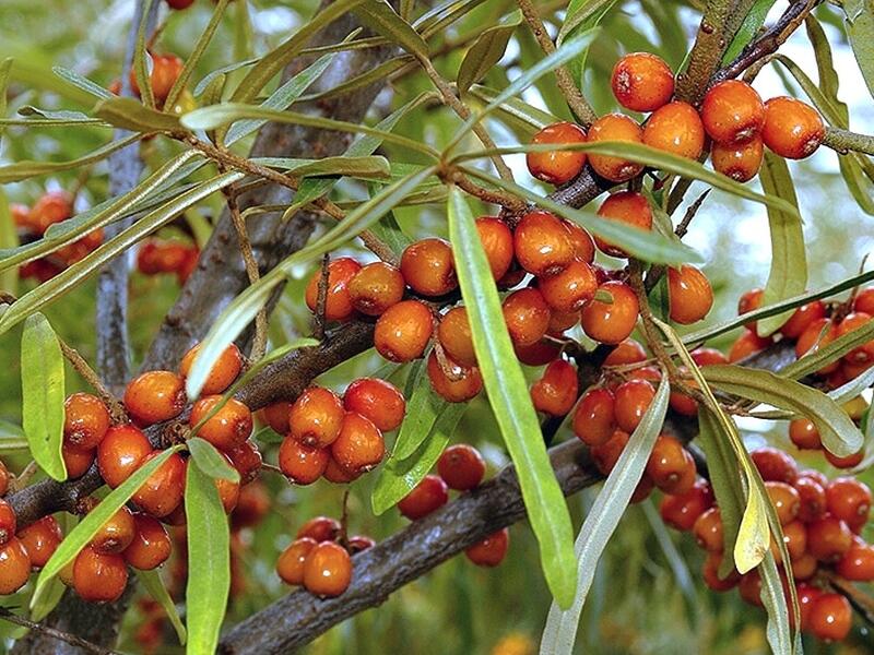 Rakytník řešetlákový samičí 'Sluníčko' - Hippophae rhamnoides 'Sluníčko'