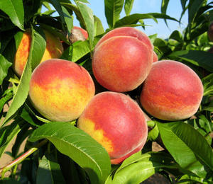 Broskvoň středně raná 'Sunhaven'