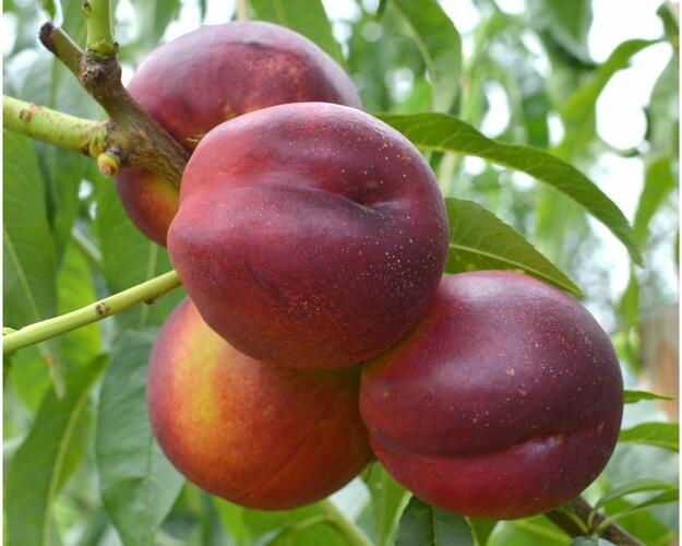 Nektarinka - středně raná 'Harco' - Prunus persica 'Harco'