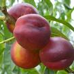 Nektarinka - středně raná 'Harco' - Prunus persica 'Harco'