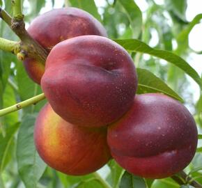 Nektarinka - středně raná 'Harco' - Prunus persica 'Harco'