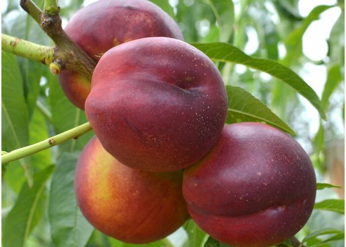 Nektarinka - středně raná 'Harco' - Prunus persica 'Harco'