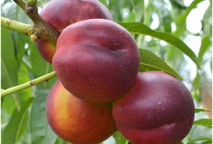 Nektarinka středně raná 'Harco' - Prunus persica 'Harco'