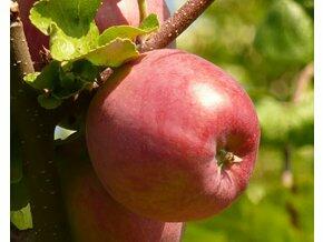 Jabloň zimní 'Řehtáč soudkovitý' - Malus domestica 'Řehtáč soudkovitý'