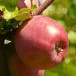 Jabloň zimní 'Řehtáč soudkovitý' - Malus domestica 'Řehtáč soudkovitý'