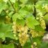ribes-rubrum-witte-hollander.jpg