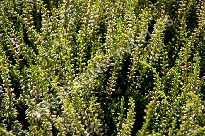 Vřes obecný 'Madonna' (Garden girls®) - Calluna vulgaris 'Madonna' (Garden girls®)