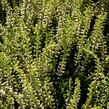 Vřes obecný 'Madonna' (Garden girls®) - Calluna vulgaris 'Madonna' (Garden girls®)