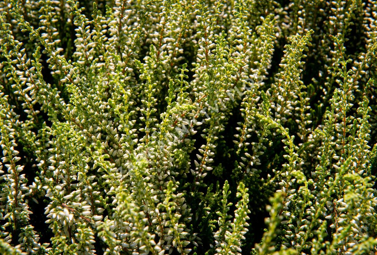 Vřes obecný 'Madonna' (Garden girls®) - Calluna vulgaris 'Madonna' (Garden girls®)