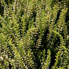 Vřes obecný 'Madonna' (Garden girls®) - Calluna vulgaris 'Madonna' (Garden girls®)