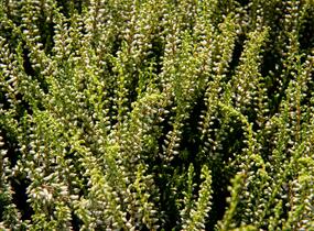 Vřes obecný 'Madonna' (Garden girls®) - Calluna vulgaris 'Madonna' (Garden girls®)