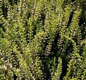 Vřes obecný 'Madonna' (Garden girls®) - Calluna vulgaris 'Madonna' (Garden girls®)