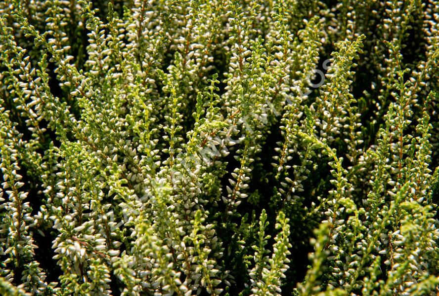 Vřes obecný 'Madonna' (Garden girls®) - Calluna vulgaris 'Madonna' (Garden girls®)