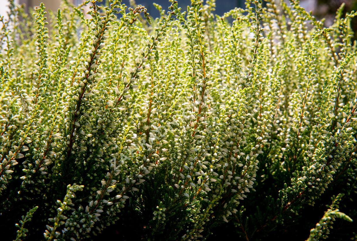 Vřes obecný 'Madonna' (Garden girls®) - Calluna vulgaris 'Madonna' (Garden girls®)