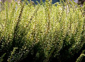 Vřes obecný 'Madonna' (Garden girls®) - Calluna vulgaris 'Madonna' (Garden girls®)