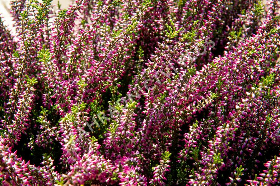 Vřes obecný 'Lilli' (Garden girls®) - Calluna vulgaris 'Lilli' (Garden girls®)