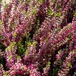 Vřes obecný 'Lilli' (Garden girls®) - Calluna vulgaris 'Lilli' (Garden girls®)