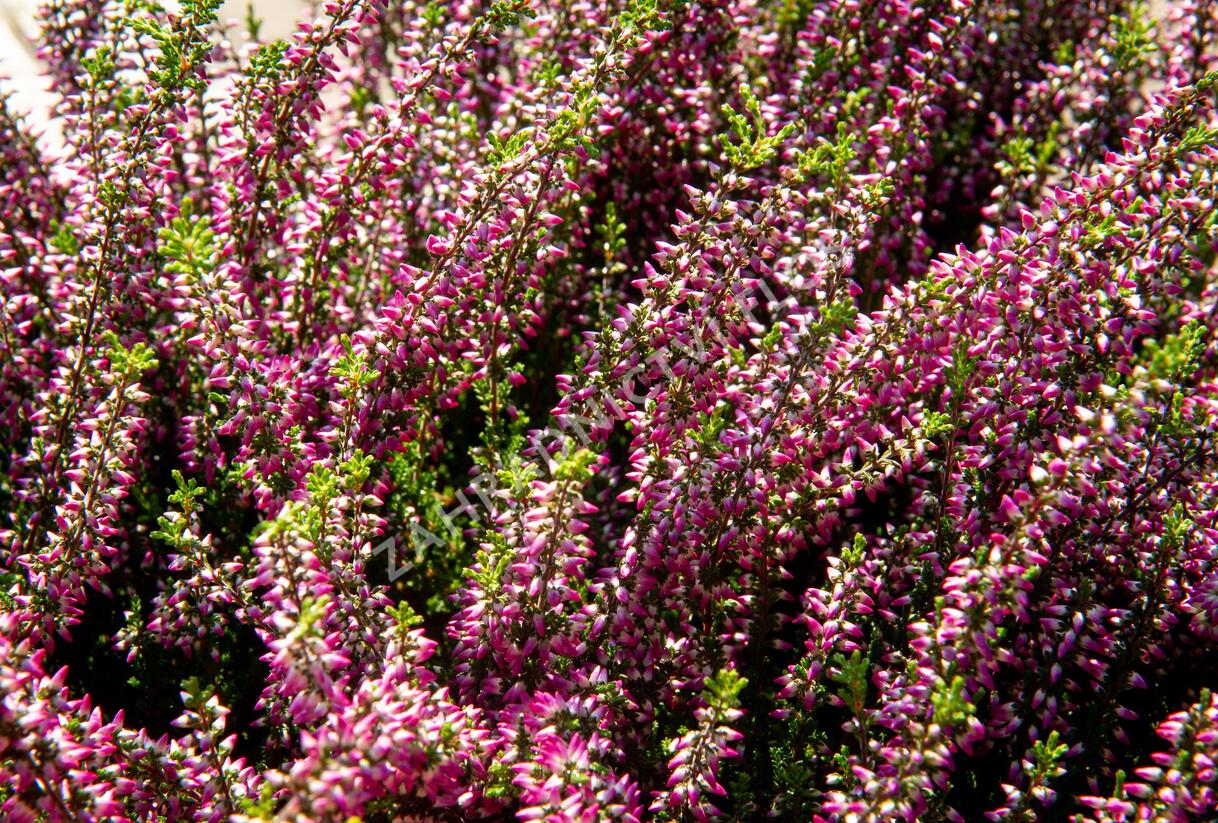 Vřes obecný 'Lilli' (Garden girls®) - Calluna vulgaris 'Lilli' (Garden girls®)