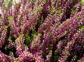 Vřes obecný 'Lilli' (Garden girls®) - Calluna vulgaris 'Lilli' (Garden girls®)