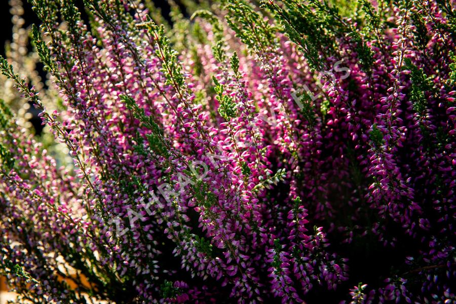 Vřes obecný 'Lilli' (Garden girls®) - Calluna vulgaris 'Lilli' (Garden girls®)